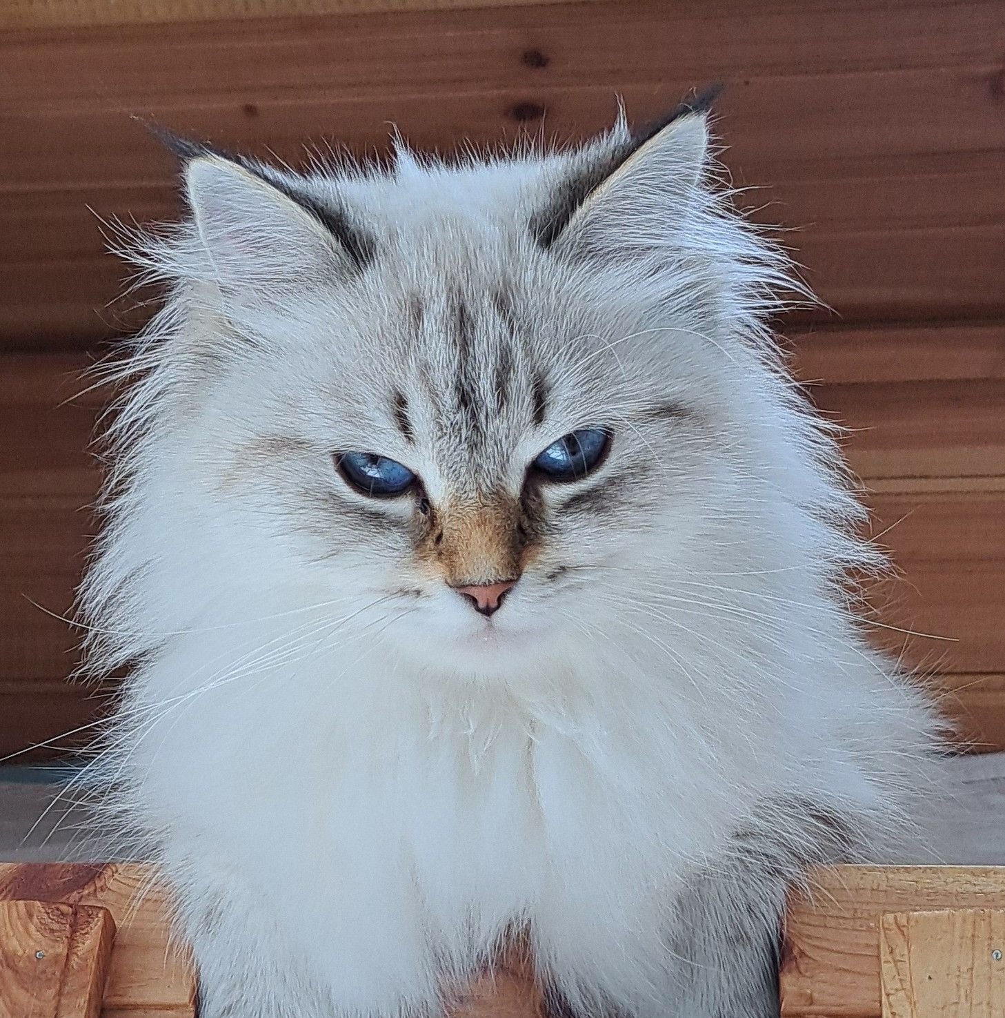 Amy Lavender Dreams*PL