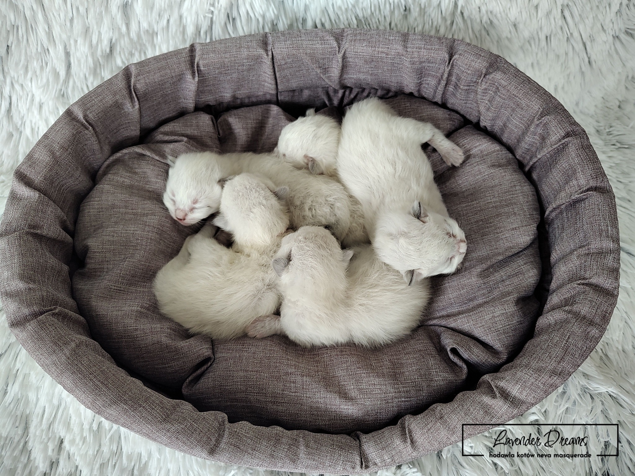 Litter A: Klementyna & Zoltan