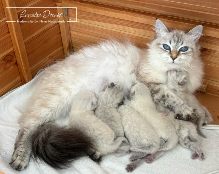 Litter E: 6 kittens from Amy & Pepe