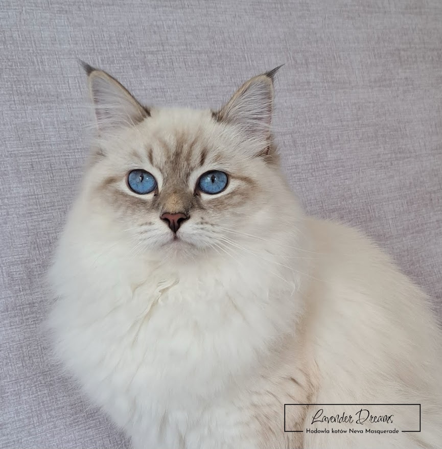 Bianca Lavender Dreams*PL