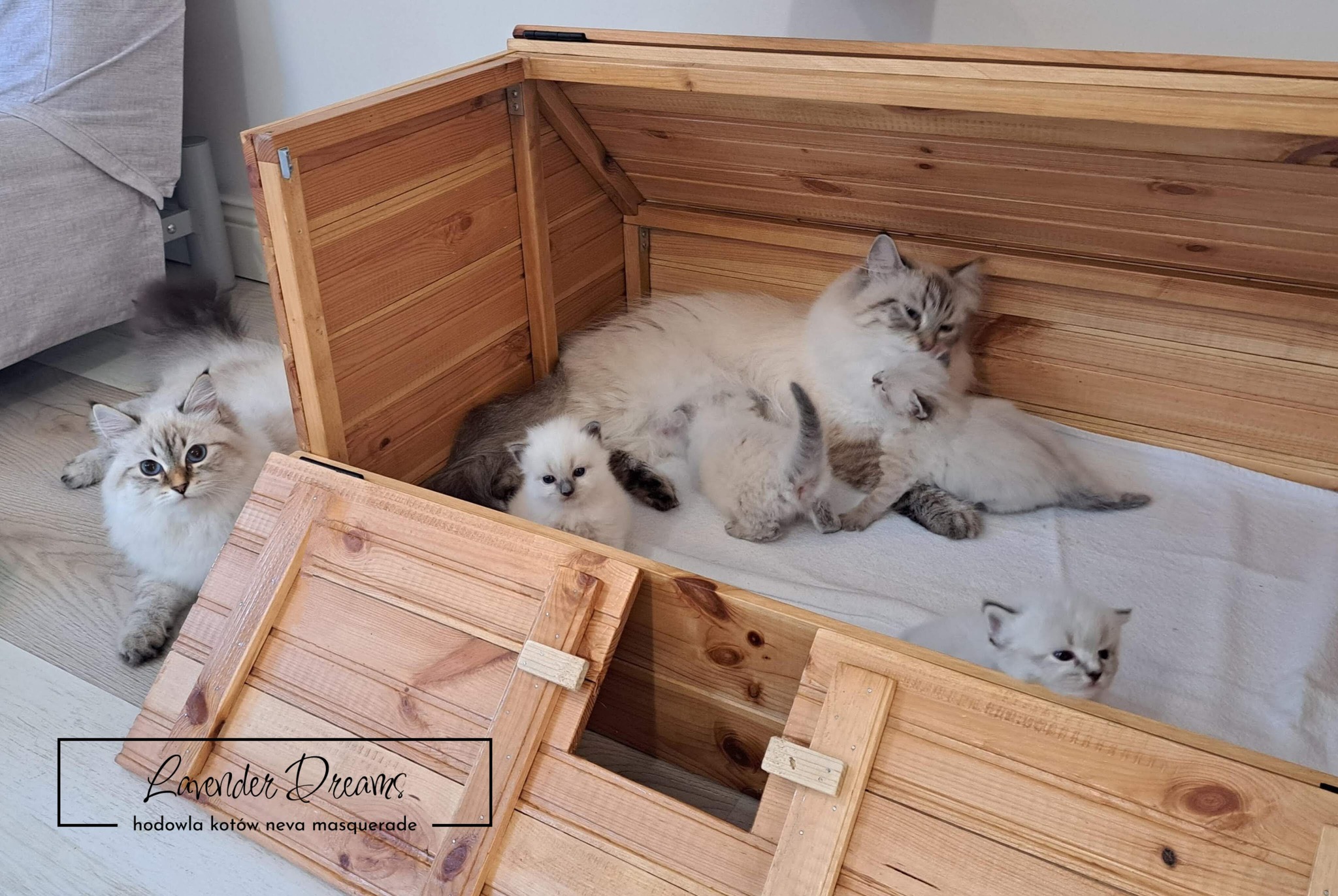 Litter B: Klementyna & Zoltan