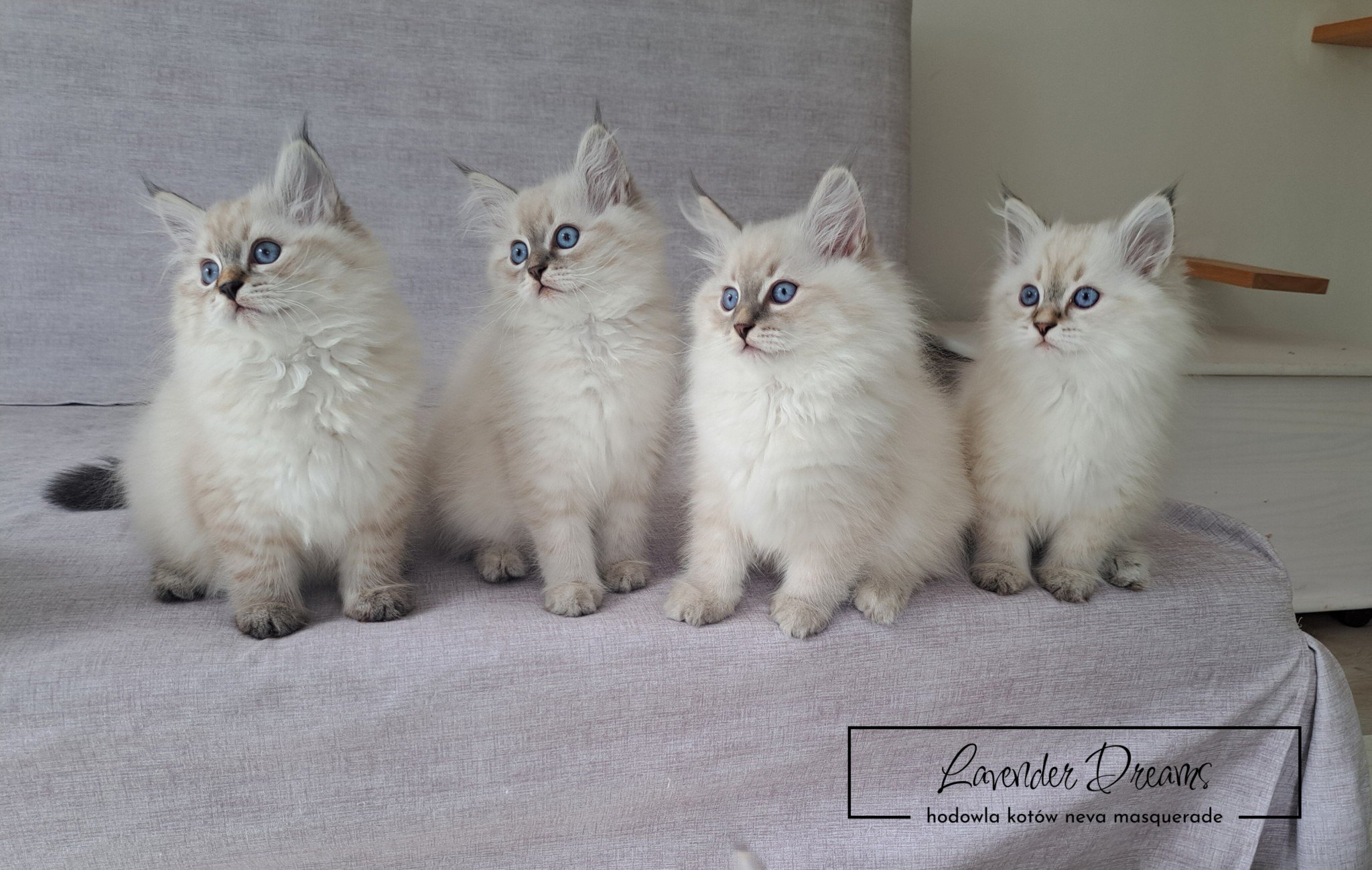 Litter C: Amy & Amahiyu