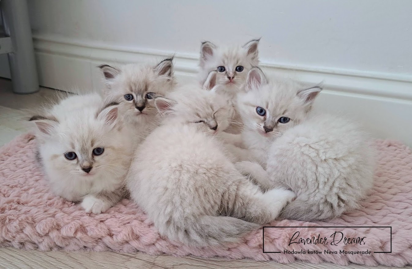 Litter D: Klementyna & Pepe